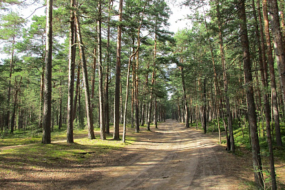 В Сосновом Бору изгоняют клещей с популярных мест отдыха горожан
