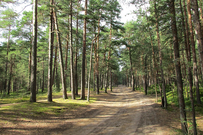 В Сосновом Бору изгоняют клещей с популярных мест отдыха горожан