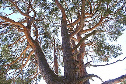 Деревья — памятники живой природы