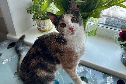 Алиса хочет быть любимицей в семье