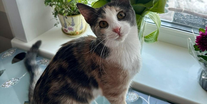 Алиса хочет быть любимицей в семье