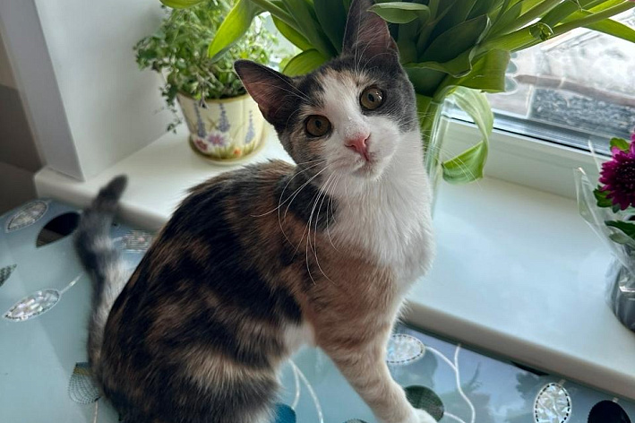 Алиса хочет быть любимицей в семье