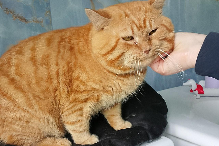 Кто спасет рыжего котика от одиночества и тоски?