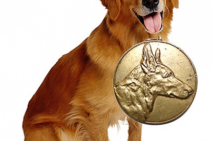 Каждой собаке — по медальону