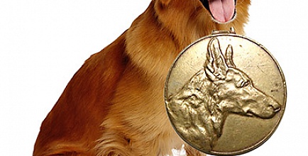 Каждой собаке — по медальону