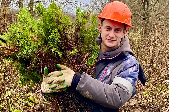 В 2025 году ЛАЭС высадила сосны на площади девятнадцать гектар