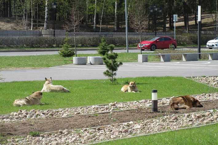 Как поступают с бродячими тузиками и барсиками в Сосновом Бору: отлов, ветеринарные процедуры и дальнейшая участь
