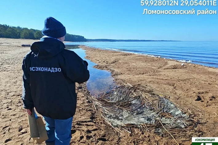 Экомилиция побывала на берегу Финского залива в Липово и не нашла загрязнений