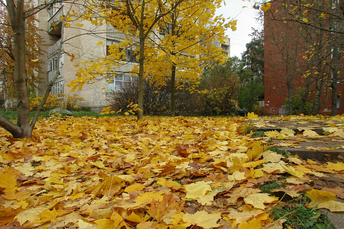 Осенняя уборка Соснового Бора находится в финальной стадии