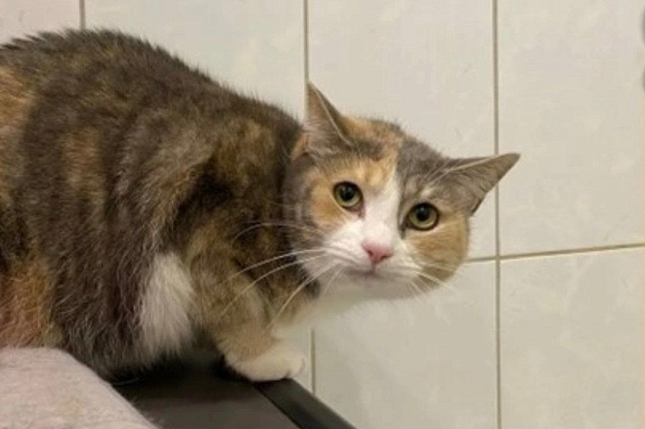 Мята и Лиса ищут свой дом